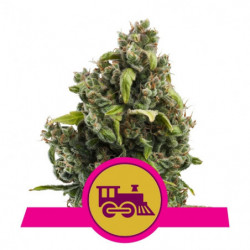 Candy Kush Express (Fast...