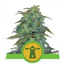 Royal Haze Automatic